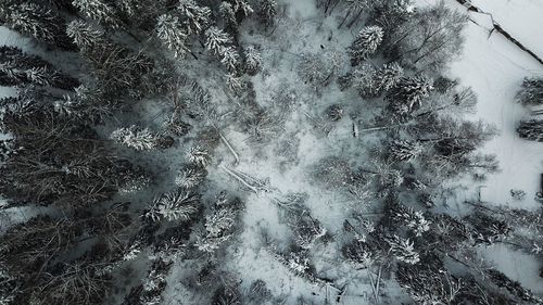 Full frame shot of snow covered trees