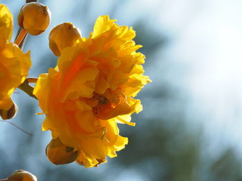 Close-up of yellow flowering plant