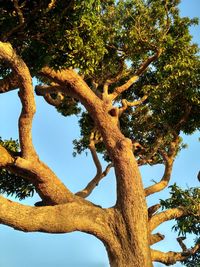 Low angle view of tree against sky