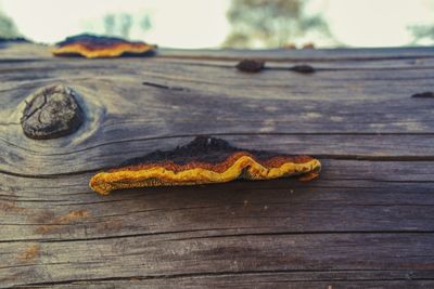 High angle view of orange on table