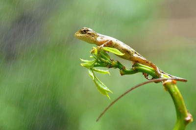 Close-up of lizard on plant during rainy season