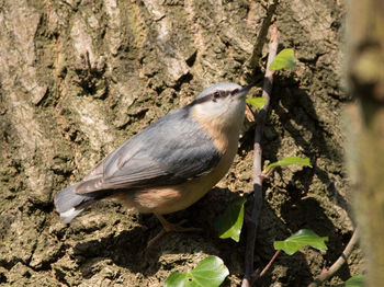 Close-up of bird perching on rock