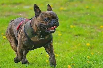 Dog on grassy field