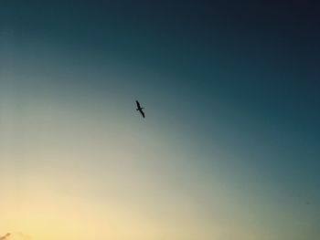 Low angle view of bird flying against clear sky