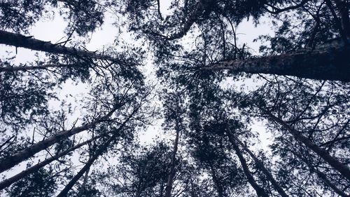 Low angle view of trees against sky