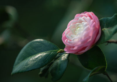 Close-up of pink rose flower