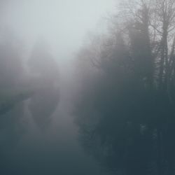 Trees in foggy weather