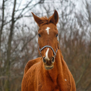 Portrait of horse