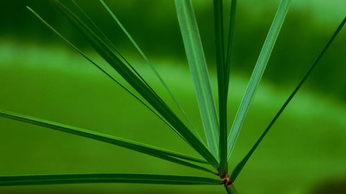 Close-up of palm leaf