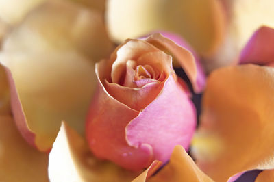 Close-up of pink roses