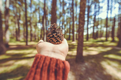 Midsection of person holding pine cone on tree in forest