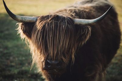 Close-up of hairy highland cattle standing on field