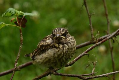 Close-up of bird perching on branch