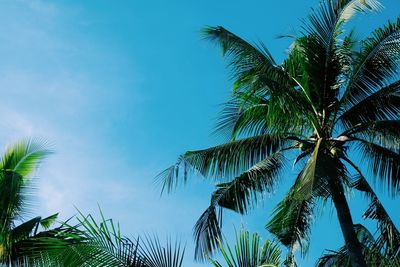 Low angle view of palm trees against sky