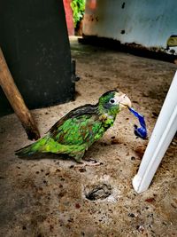 Close-up of parrot eating