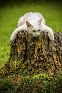 Close-up of a cat on tree trunk