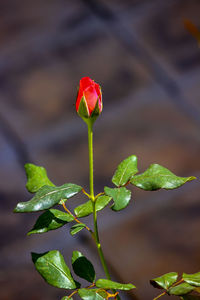 Close-up of red flowering plant