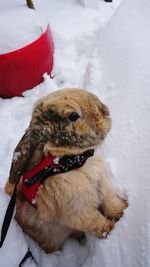 Close-up of dog on snow