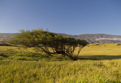 Trees on field against clear sky