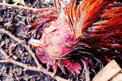 Close-up of bird on tree