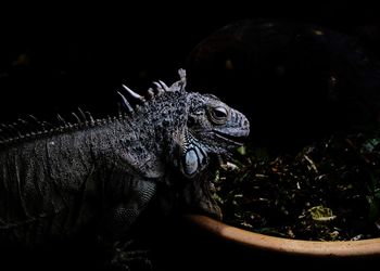 Close-up of lizard