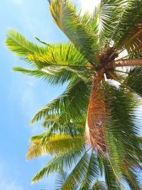 Low angle view of palm tree against sky