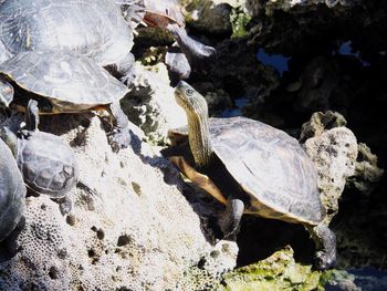 Close-up of shells on rock at sea shore