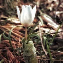 Close-up of flowering plant on land