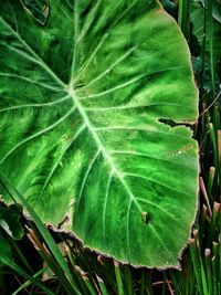 Close-up of green leaves