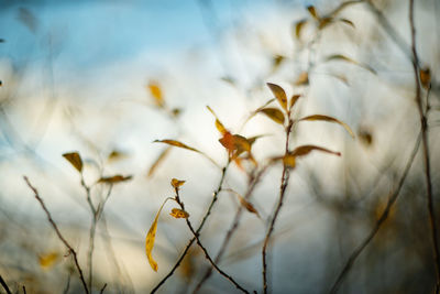 Close-up of white flowering plant against sky