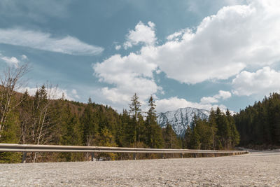 Scenic view of forest against sky