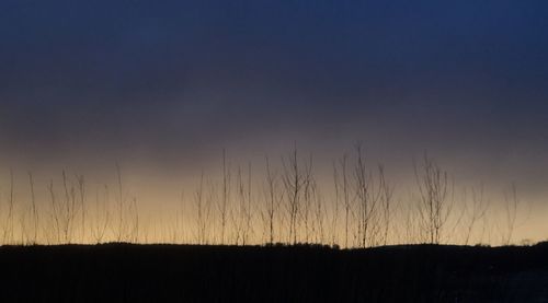 Silhouette plants on field against sky during sunset