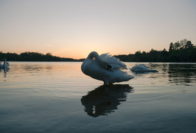 Seagull on a lake