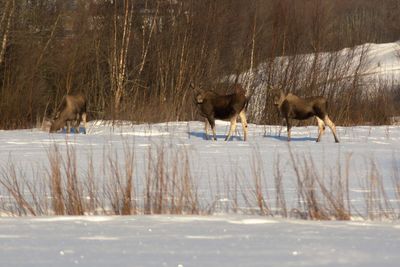 Animal grazing on snow covered field