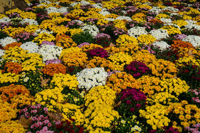 High angle view of multi colored flowering plants