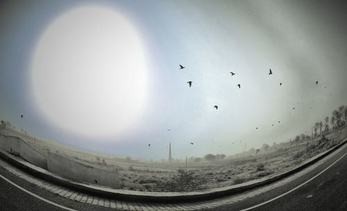 Birds flying in sky