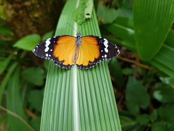 Close-up of butterfly on leaf