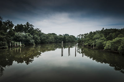 Reflection of trees in calm lake