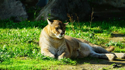 Close-up of cougar