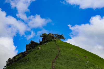 Low angle view of plants on land against sky