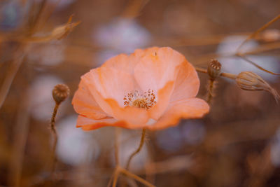 Close-up of orange rose flower