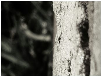 Close-up of tree trunk