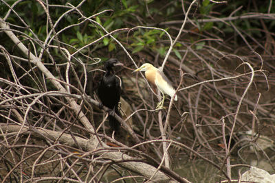 Birds perching on branch