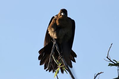 Low angle view of eagle perching on branch against sky