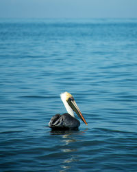 Bird swimming in sea against sky