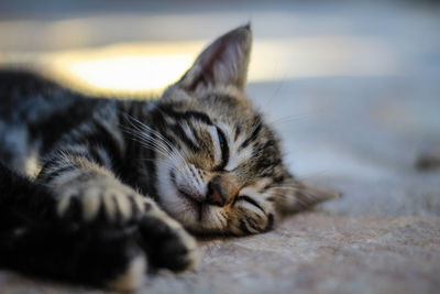 Close-up of cat sleeping