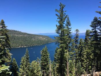 Pine trees by lake against blue sky