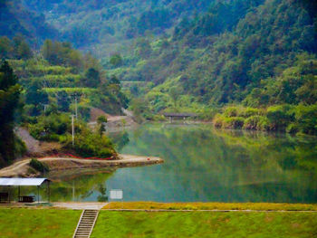 Scenic view of lake in forest