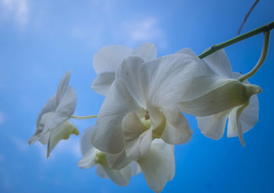 Close-up of white flower against blue sky