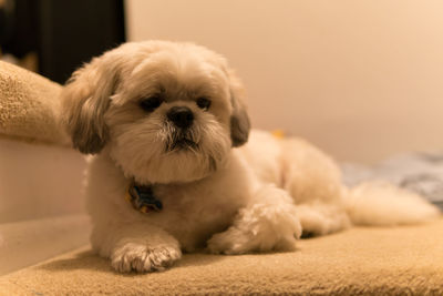 Portrait of dog lying down